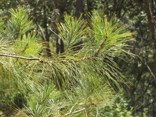 Image of Pinus jaliscana by (c) Dante S. Figueroa, some rights reserved (CC BY-SA)