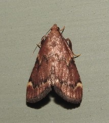 Hypsopygia intermedialis