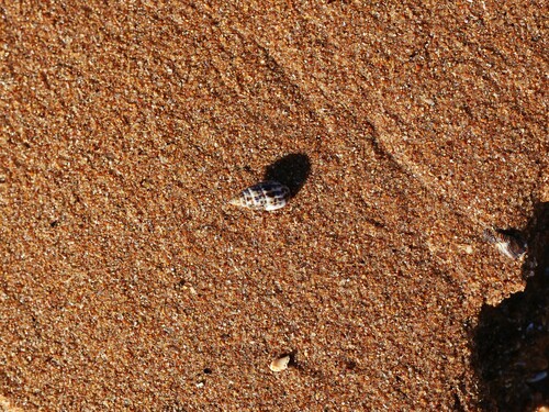 Otopleura mitralis observed 2024-09-08