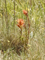 Castilleja wootonii