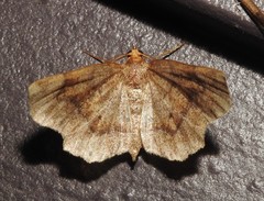 Metarranthis hypochraria