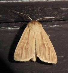 Mythimna oxygala