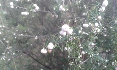 Leptecophylla juniperina