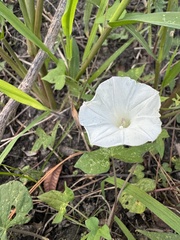 Ipomoea lacunosa image
