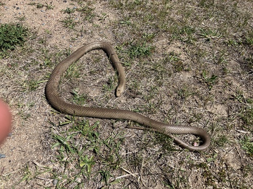 Eastern Brown Snake sighting