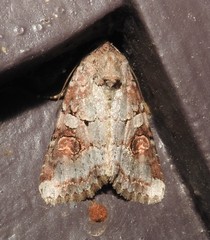Trichordestra legitima