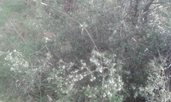 Leptecophylla juniperina