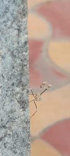 Wandering Violin Mantis