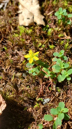 Hypericum kiusianum iNat (1)