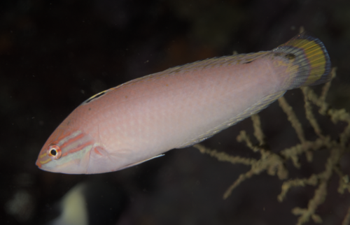 Halichoeres trispilus observed 2024-10-09