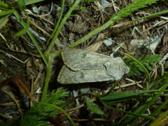Agrotis simplonia