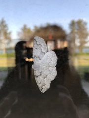 Sabulodes packardata