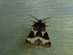 Watsonarctia deserta