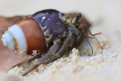 Coenobita cavipes