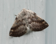 Lomographa semiclarata