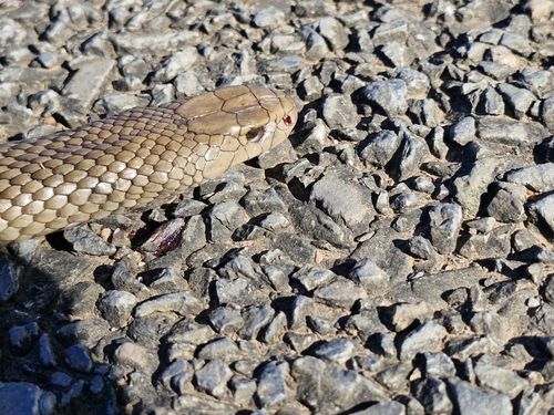 Eastern Brown Snake sighting