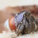 Cavipes Hermit Crab - Photo (c) Sebastián Lescano, some rights reserved (CC BY-NC)