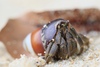 Cavipes Hermit Crab - Photo (c) Sebastián Lescano, some rights reserved (CC BY-NC), uploaded by Sebastián Lescano
