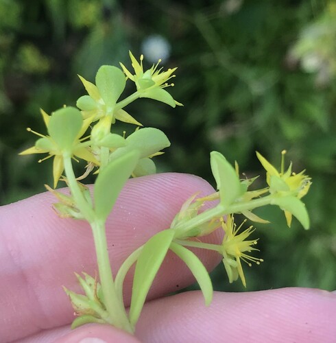 Image of Sedum formosanum by no rights reserved