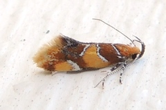 Epicallima argenticinctella