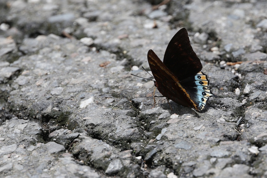 Charaxes eurialus
