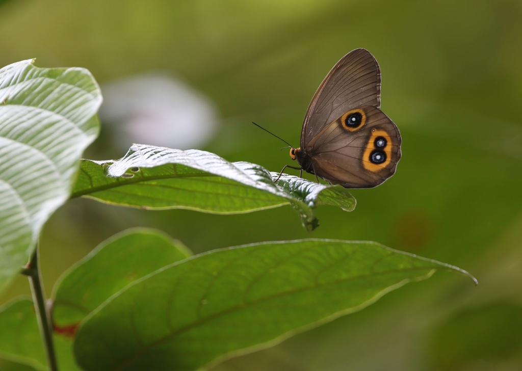 Taenaris domitilla
