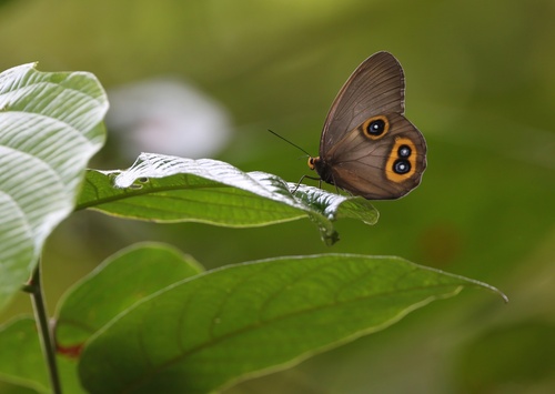 Taenaris domitilla