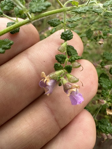 Image of Prostanthera incana by (c) prossington, some rights reserved (CC BY)