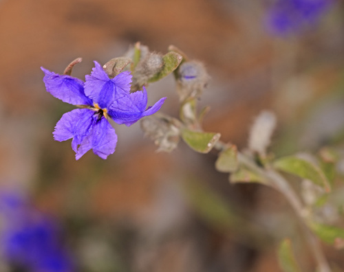 Dampiera adpressa, 2024-09-18