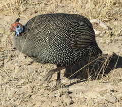 Numida meleagris mitratus