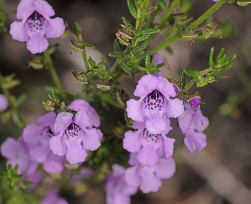 Prostanthera howelliae Blakely