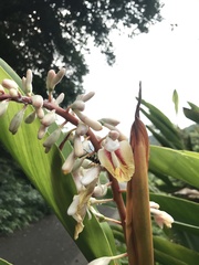 Alpinia formosana, photograph author not stated, no rights reserved
