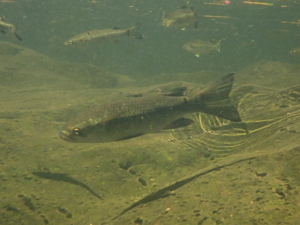 Sharpnose mountain mullet (Cestraeus oxyrhyncus) — Mugilidae