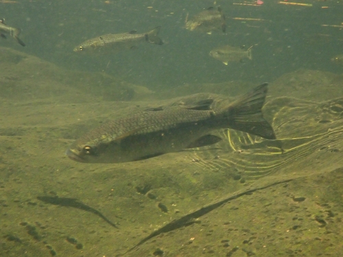 Sharpnose mountain mullet (Cestraeus oxyrhyncus) — Mugilidae