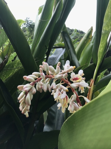 Alpinia formosana, photograph 4