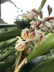 Alpinia formosana, photograph author not stated, no rights reserved