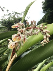 Alpinia formosana
