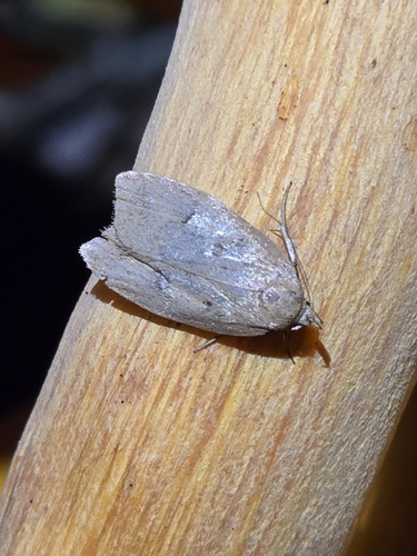 Gold-striped Leaftier Moth photo 5