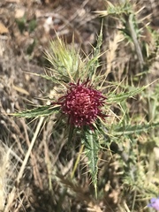 Cirsium arizonicum