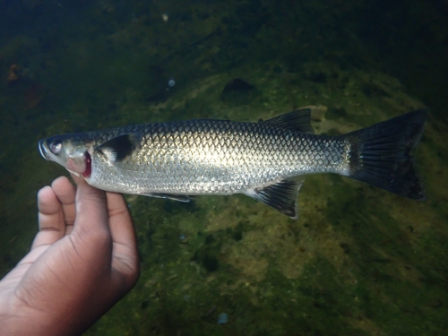 Sharpnose mountain mullet (Cestraeus oxyrhyncus) — Mugilidae