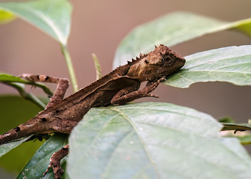 Phong Dien Pricklenape, Acanthosaura phongdienensis