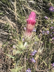 Cirsium arizonicum