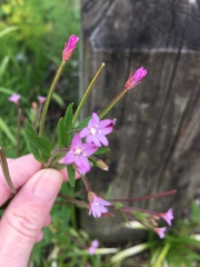 Epilobium