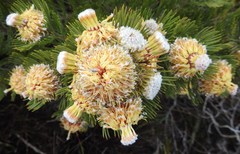 Serruria glomerata × villosa