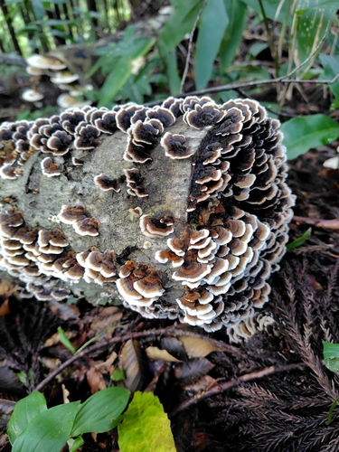 Trametes versicolor
