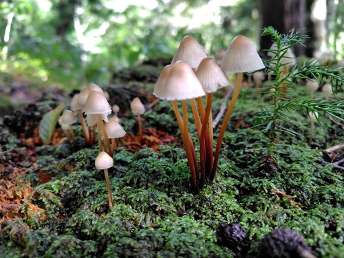 Mycena crocata