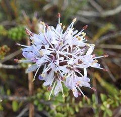 Agathosma lanceolata