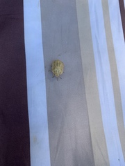 Eurygaster austriaca