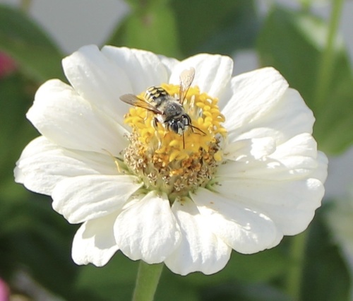 Belted Woolcarder