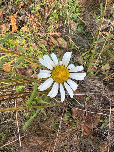 oxeye daisy